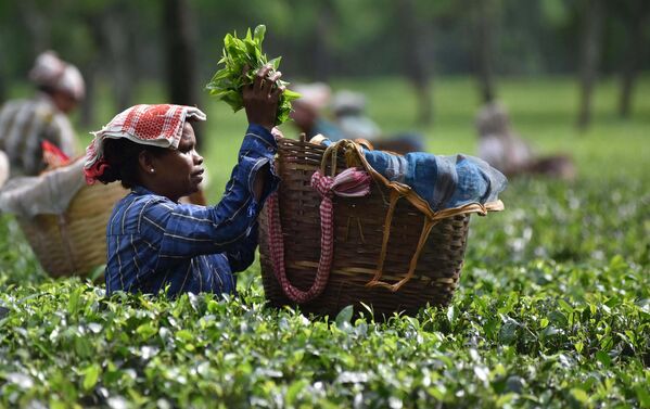 印度采茶工人在阿萨姆邦的一个茶园采摘茶叶。阿萨姆邦是印度最大的茶叶产区，约占全国茶叶总产量的51%。 - 俄罗斯卫星通讯社