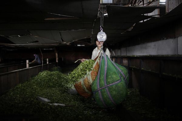 尼泊尔伊拉姆的工人正在给茶叶称重。伊拉姆座落于尼泊尔喜马拉雅地区东部,距首都加德满都大约500公里，是尼泊尔面积最大并且产量最高的茶叶产地之一。 - 俄罗斯卫星通讯社