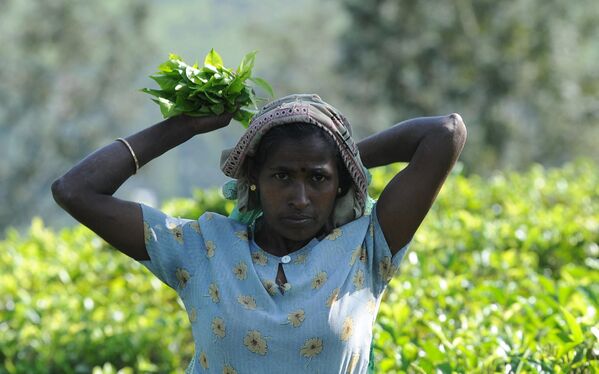 斯里蘭卡中部城鎮康提的一名採茶工人在種植園工作。 - 俄羅斯衛星通訊社