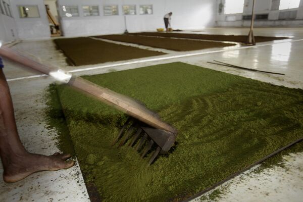 印度東北部阿薩姆邦茶園的一名茶葉工人正在晾曬碾碎的茶葉。 - 俄羅斯衛星通訊社