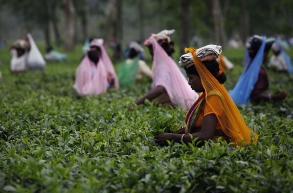 印度阿萨姆邦的一个茶园里，工人们正在采摘茶叶。 - 俄罗斯卫星通讯社