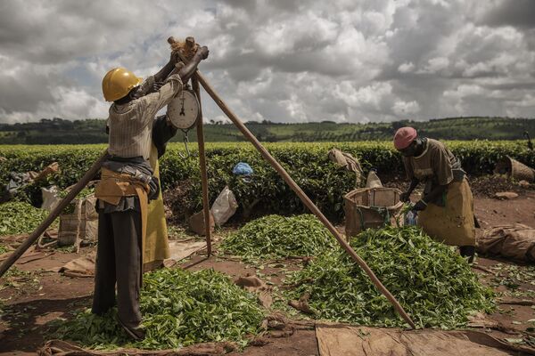 馬拉維喬洛（Thyolo）一家茶園，採茶工人正在給採摘好的茶葉稱重。 - 俄羅斯衛星通訊社
