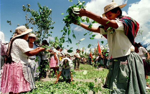 玻利維亞的古柯葉種植者。 - 俄羅斯衛星通訊社