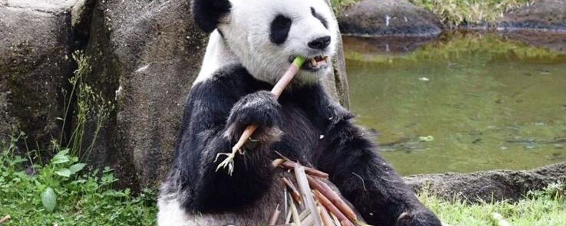孟菲斯动物园的大熊猫 - 俄罗斯卫星通讯社, 1920, 12.03.2023