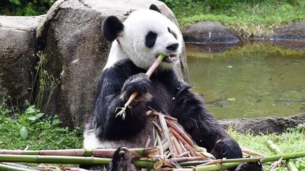 曾在孟菲斯动物园的中国大熊猫 资料图 - 俄罗斯卫星通讯社