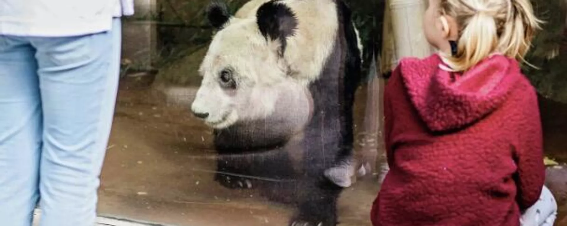 孟菲斯动物园的大熊猫 - 俄罗斯卫星通讯社, 1920, 09.03.2023