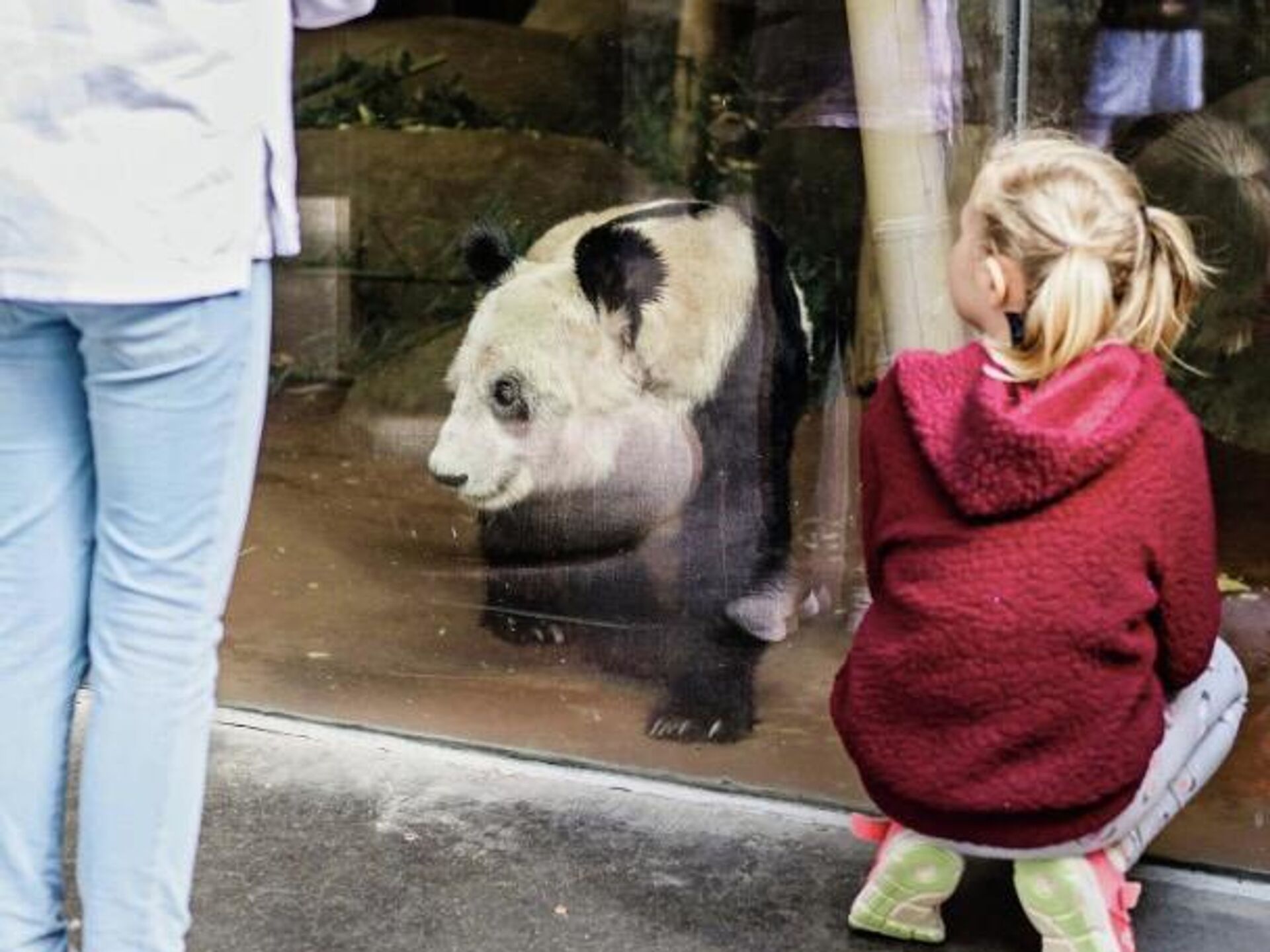 一座美国城市与两只大熊猫的告别_圣迭戈动物园