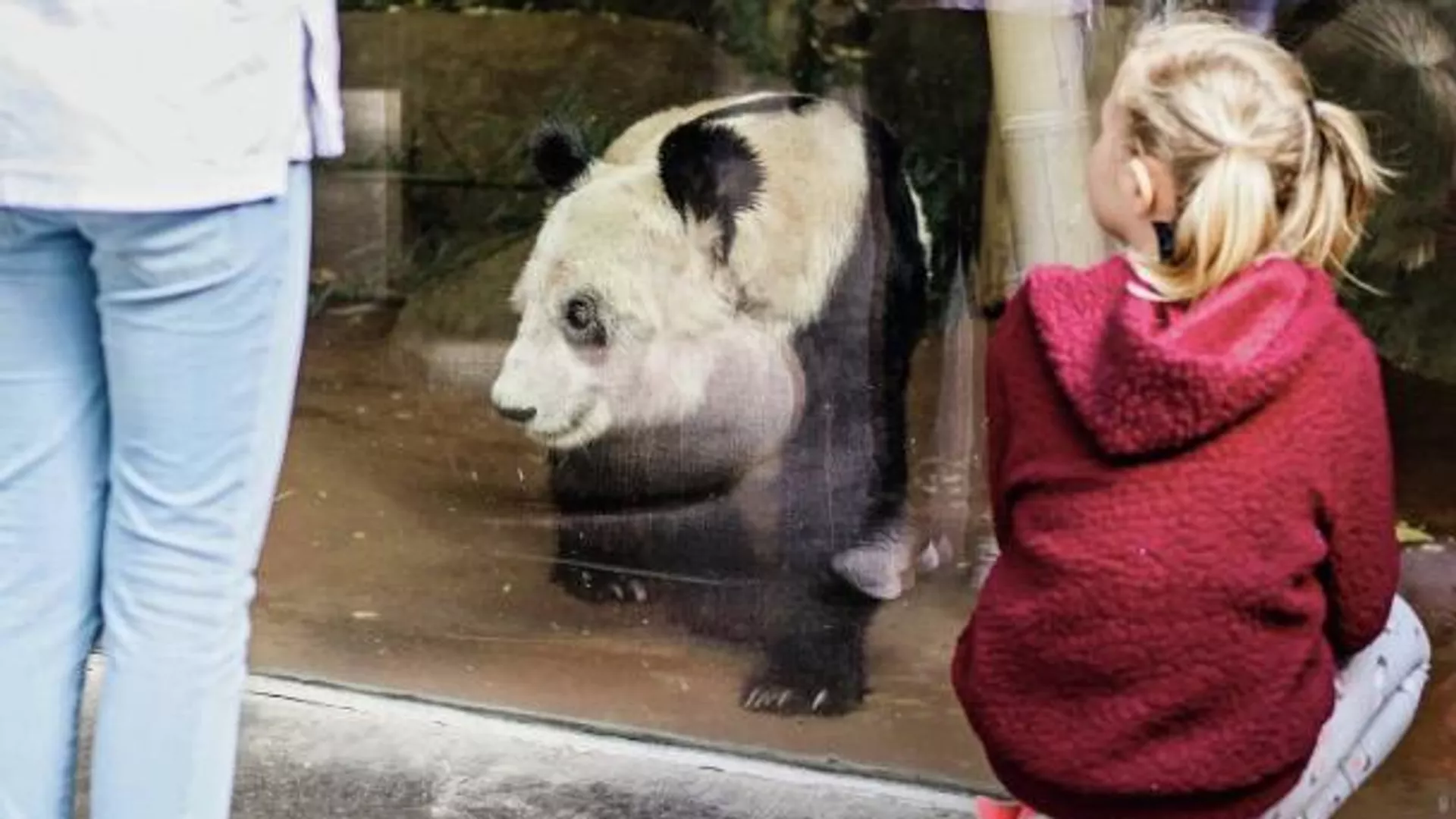 孟菲斯动物园的大熊猫 - 俄罗斯卫星通讯社, 1920, 26.02.2023