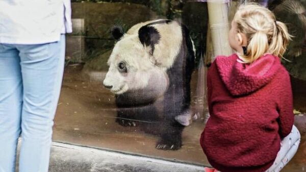 孟菲斯动物园的大熊猫 - 俄罗斯卫星通讯社