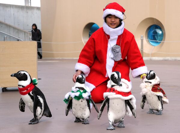 日本聖誕節期間推出聖誕企鵝巡遊活動。 - 俄羅斯衛星通訊社