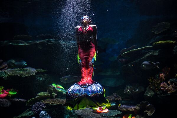曼谷海洋世界潛水員身著人魚服飾進行水下表演。 - 俄羅斯衛星通訊社