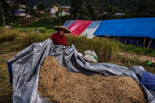 遭受地震災害損失的爪哇居民在臨時安置點收集蔬菜和稻米。 - 俄羅斯衛星通訊社