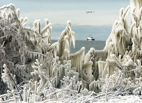 美國，伊利湖沿岸被冰層覆蓋的樹木。 - 俄羅斯衛星通訊社