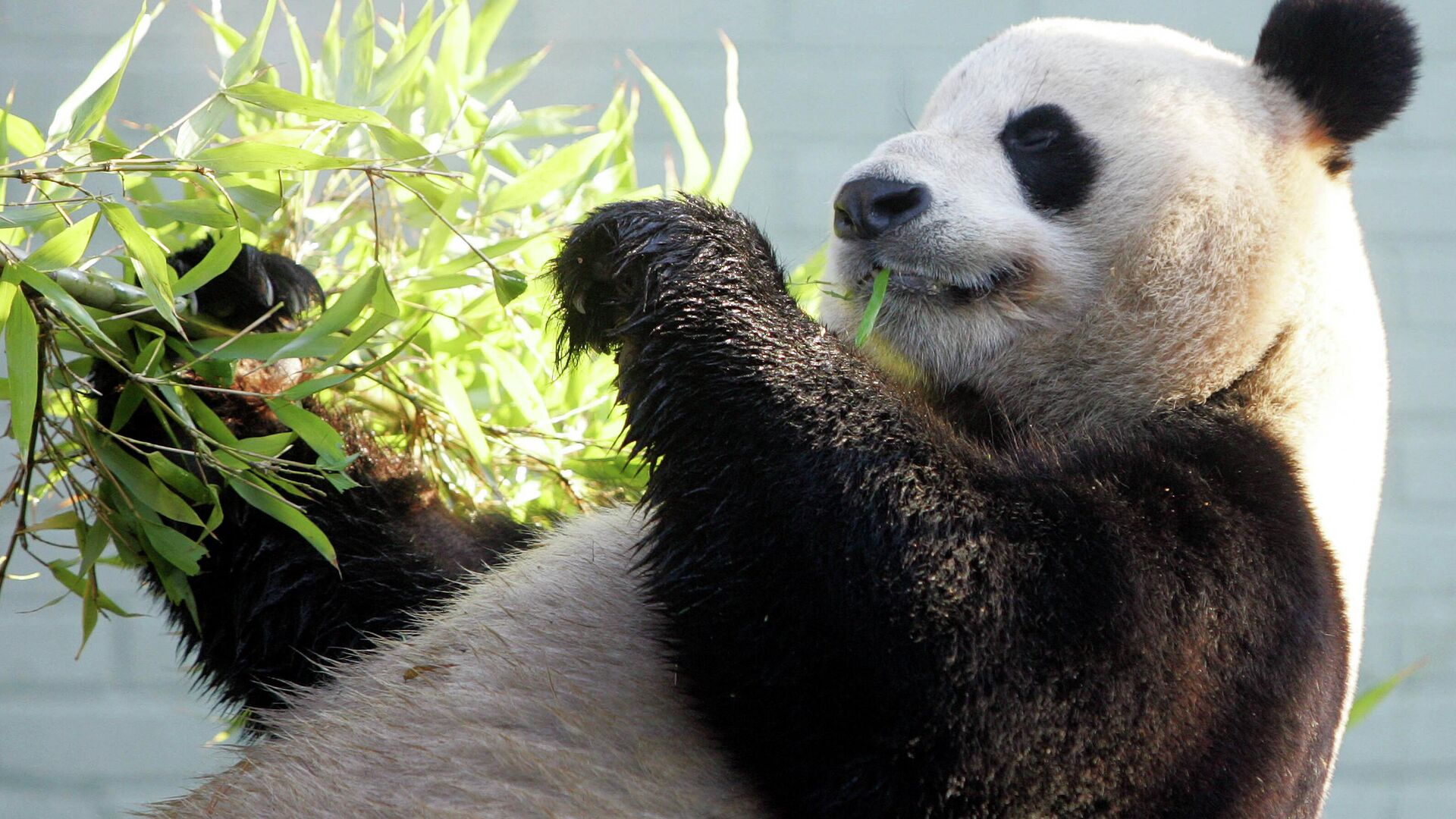美国动物园宣布将大熊猫丫丫和乐乐归还中国 - 2022年12月22日, 俄罗斯卫星通讯社