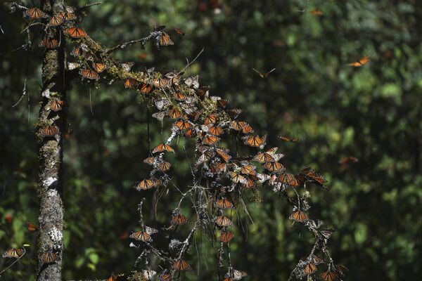 墨西哥皮埃德拉·艾拉達自然保護區中的帝王蝶。 - 俄羅斯衛星通訊社
