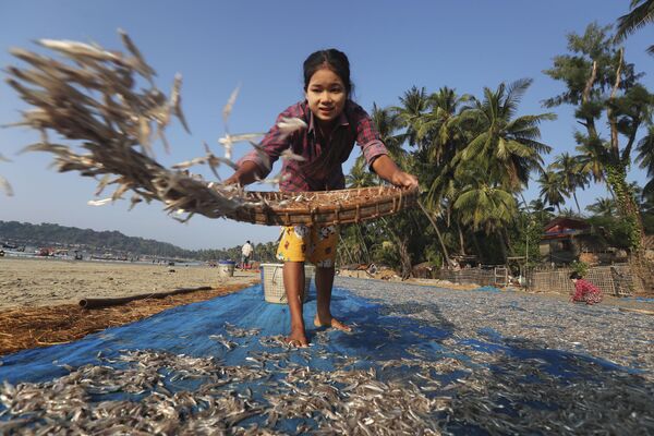 女子在緬甸卡帕裡海灘上晾曬海魚。 - 俄羅斯衛星通訊社