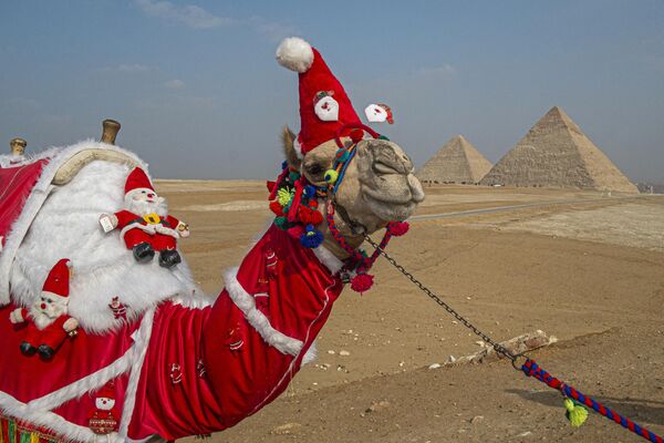 一頭披掛聖誕裝扮的埃及駱駝。 - 俄羅斯衛星通訊社