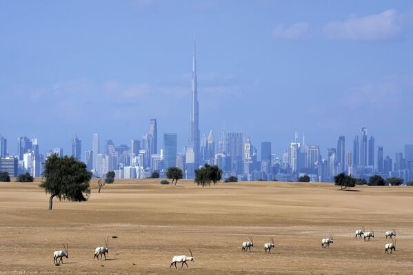 阿联酋，迪拜保护区里成群的阿拉伯大羚羊。 - 俄罗斯卫星通讯社