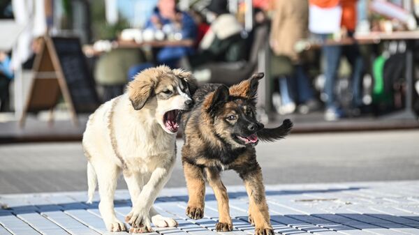 北约和联邦调查局教官为在乌克兰的工作训练爆破犬 - 俄罗斯卫星通讯社