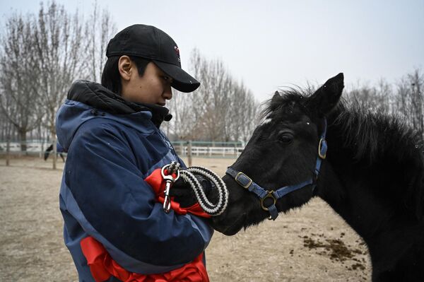 由北京希諾谷生物科技有限公司（Sinogene）培育的中國首匹克隆溫血馬“壯壯”，在北京西塢鄉村馬術俱樂部與公眾見面。 - 俄羅斯衛星通訊社