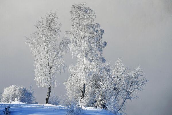 克拉斯诺亚尔斯克郊外的气温达到了零下33度，叶尼塞河岸边的树木被积雪和雾凇覆盖。 - 俄罗斯卫星通讯社