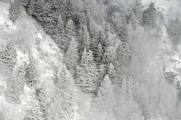 葉尼塞河岸邊原始森林里被積雪和霧凇覆蓋的樹木。 - 俄羅斯衛星通訊社