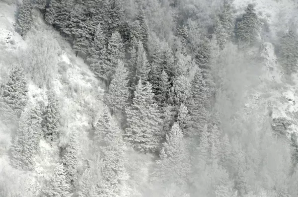 葉尼塞河岸邊原始森林里被積雪和霧凇覆蓋的樹木。 葉尼塞河岸邊原始森林里被積雪和霧凇覆蓋的樹木。 - 俄羅斯衛星通訊社