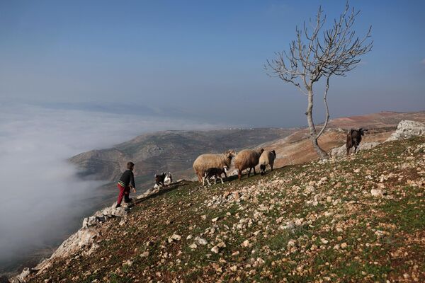 叙利亚，和小绵羊一起慢步前行的叙利亚男孩。 - 俄罗斯卫星通讯社