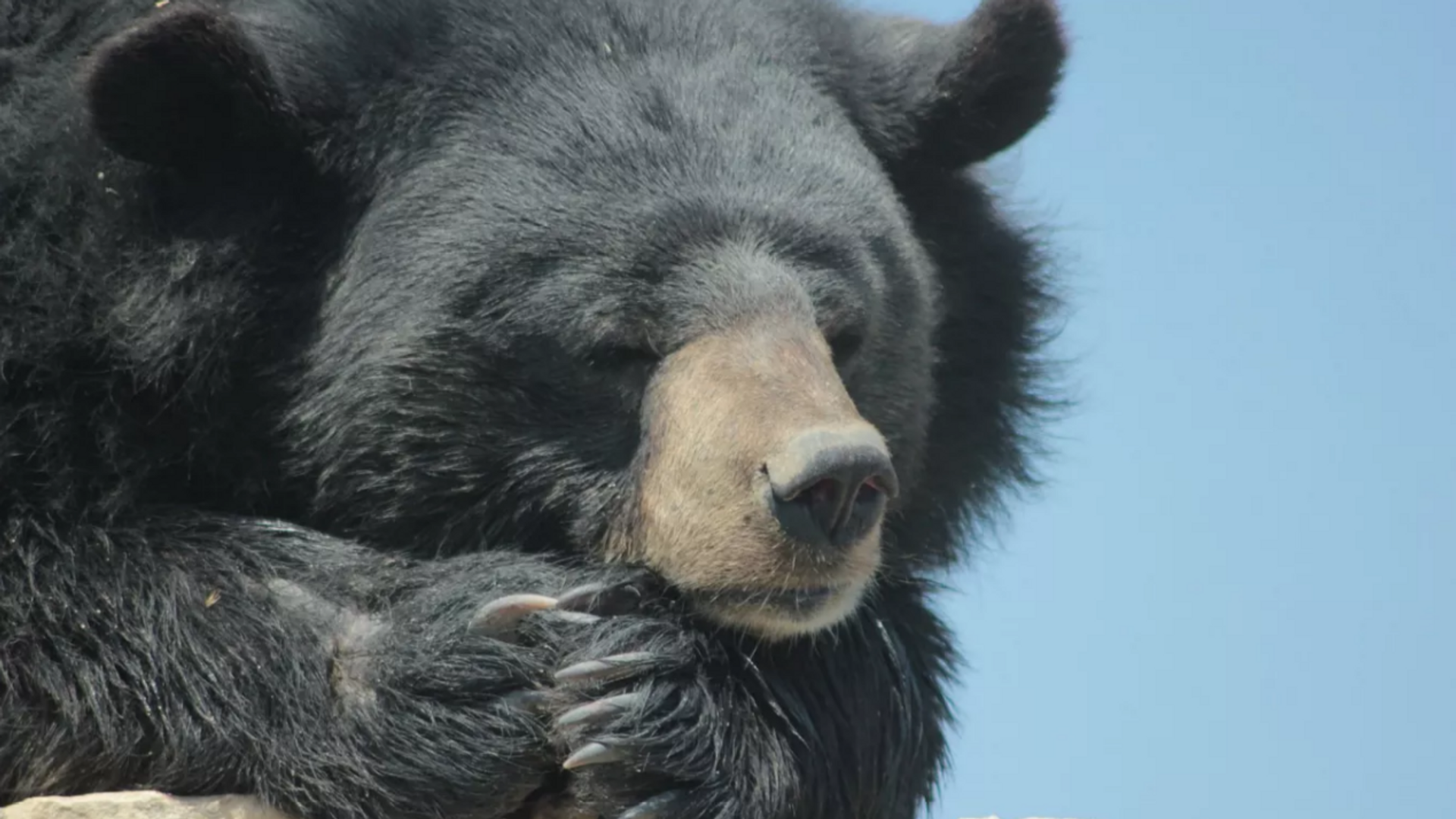 Bear Takes 400 Selfies in Colorado - 俄罗斯卫星通讯社, 1920, 29.01.2023