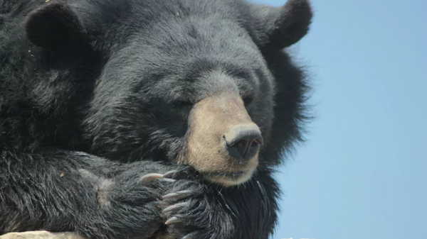 Bear Takes 400 Selfies in Colorado - 俄羅斯衛星通訊社