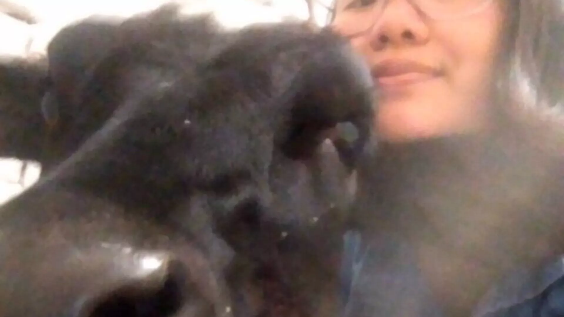 遛牛犢的美籍女子談對警察的感情