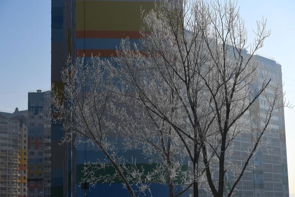 新西伯利亚“威尼斯”住宅区附近的树木被冰霜覆盖。 - 俄罗斯卫星通讯社