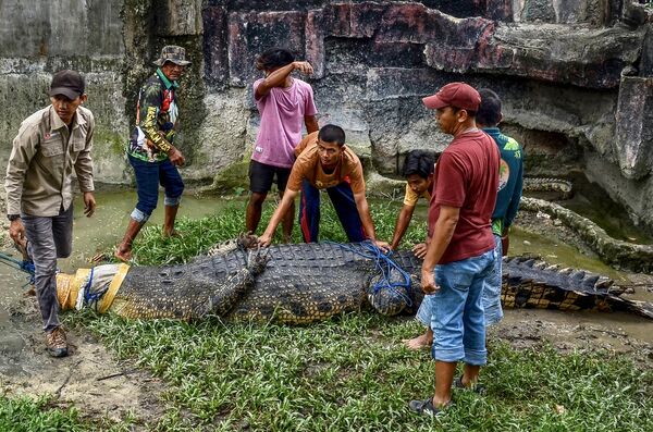 2月8日，一只重达 500 公斤的 5 米河口鳄被转移到印尼Kasang Kulim 动物园，居民认为这对人们的安全构成威胁。 - 俄罗斯卫星通讯社