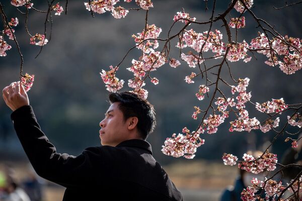 一名男士在綻放的櫻花旁拍照 - 俄羅斯衛星通訊社