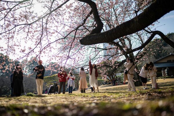 人們在新宿御苑給綻放的櫻花拍照 - 俄羅斯衛星通訊社
