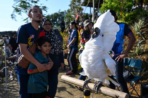 马来西亚吉隆坡郊外，鸟类爱好者观看白凤头鹦鹉 - 俄罗斯卫星通讯社