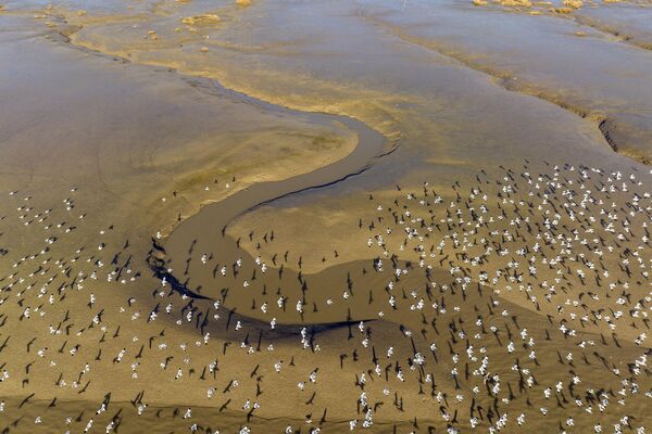 中国江苏省临河口湿地上空展翅飞翔的反嘴鹬 - 俄罗斯卫星通讯社