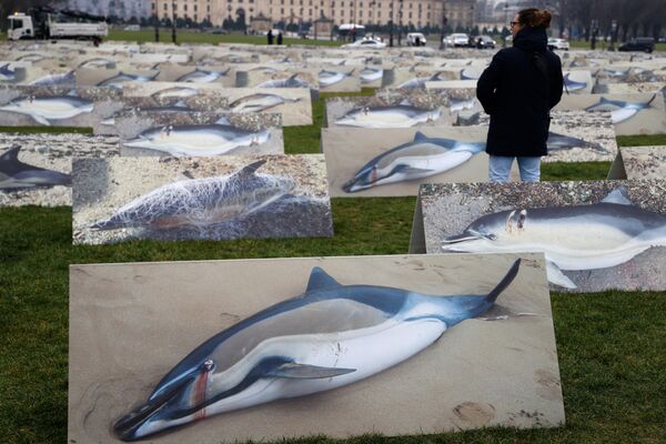 巴黎，動物權利保護組織成員展示400張真實比例大小的海豚照片，譴責法國加斯科尼灣的捕撈行為造成海豚群體的大量死亡 - 俄羅斯衛星通訊社