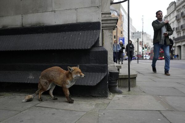 2023年3月1日，一只狐狸站在伦敦市中心的一条街道上。 - 俄罗斯卫星通讯社
