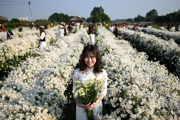 越南姑娘在河內市植物園雛菊中留影。 - 俄羅斯衛星通訊社