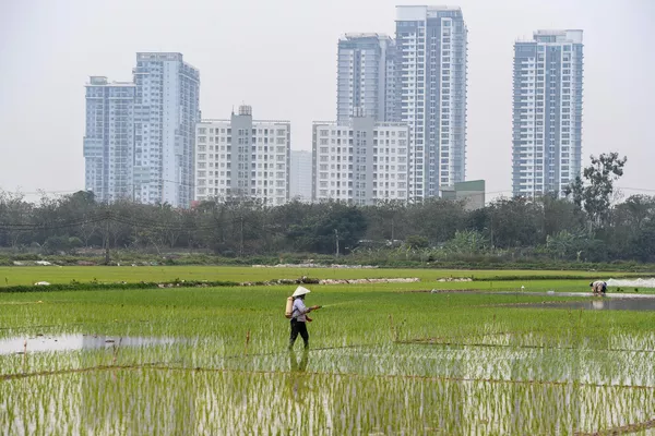 2023年3月6日,河內,一位農民在高層住宅樓旁的稻田裡勞作。 2023年3月6日,河內,一位農民在高層住宅樓旁的稻田裡勞作。 - 俄羅斯衛星通訊社