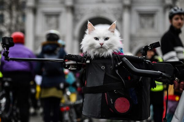 2023年3月5日，在伦敦自行车运动协会组织的骑行抗议活动前，一只猫被放在自行车篮里。他们呼吁为伦敦的女性保证安全骑行。(照片：JUSTIN TALLIS / AFP) - 俄罗斯卫星通讯社