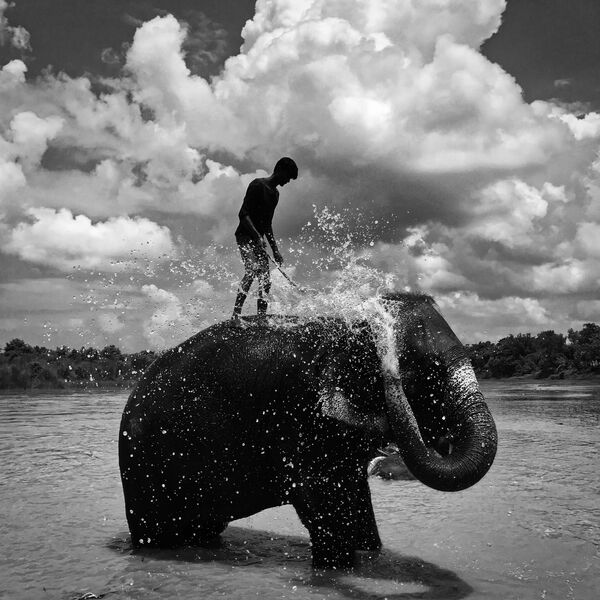 攝影師Shuolong Ma憑借作品《洗澡的大象》，獲得“黑白”類別獎項 - 俄羅斯衛星通訊社
