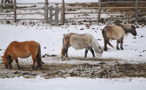 雅库特的勒拿河柱状岩自然公园里的马匹。 - 俄罗斯卫星通讯社