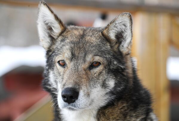 雅库特的勒拿河柱状岩自然公园里的狗狗。 - 俄罗斯卫星通讯社