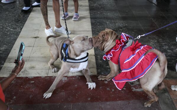 尼加拉瓜马萨亚莫尼博土著社区的马格达伦教堂举行圣拉扎尔弥撒仪式。因圣拉扎尔被视为狗的守护神，所以当天宠物狗也参加了弥撒仪式。 - 俄罗斯卫星通讯社