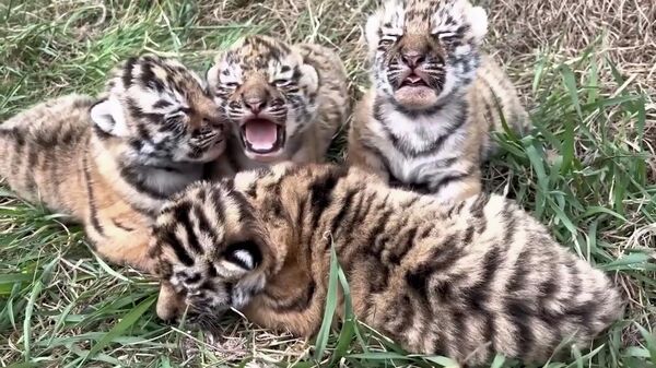 俄克里米亞“泰加”野生動物園阿穆爾虎生下4只虎崽 - 俄羅斯衛星通訊社