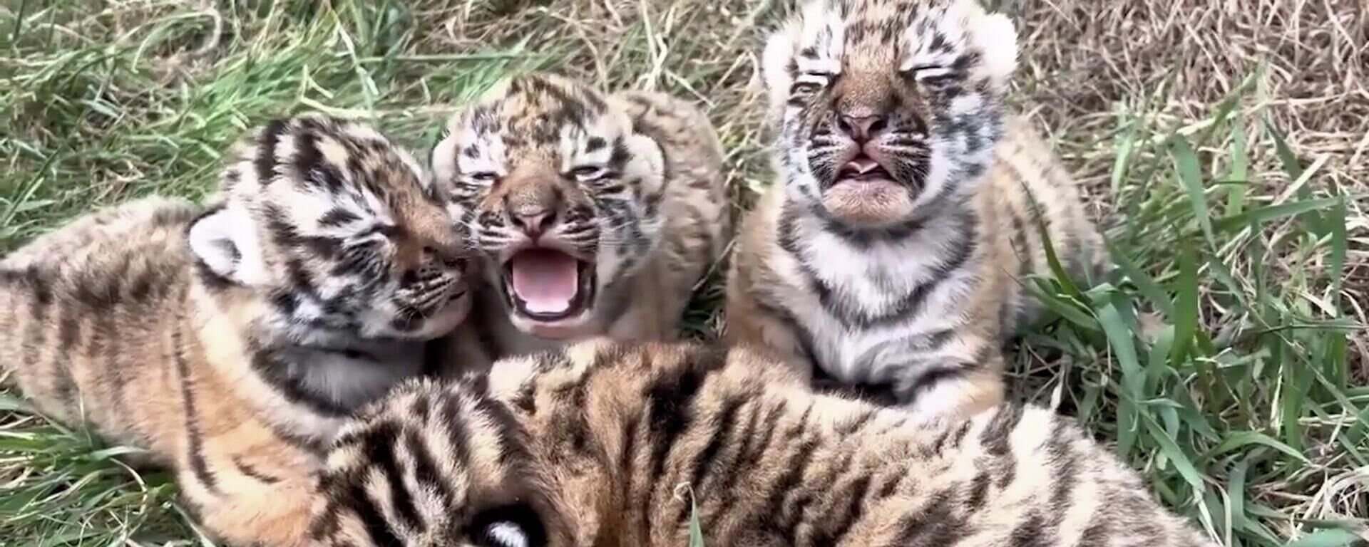 俄克里米亚“泰加”野生动物园阿穆尔虎生下4只虎崽 - 俄罗斯卫星通讯社, 1920, 01.04.2023