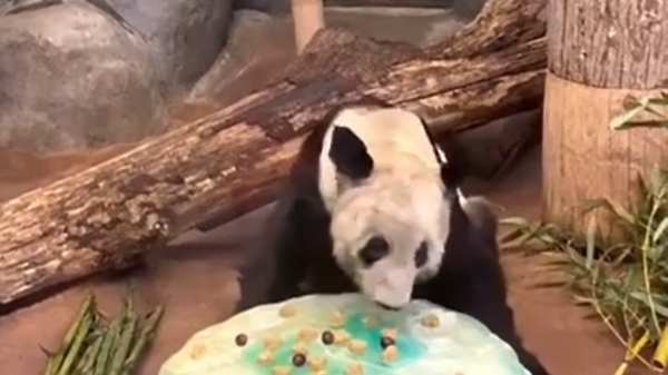 美国孟菲斯动物园为大熊猫“丫丫”办告别派对 - 俄罗斯卫星通讯社
