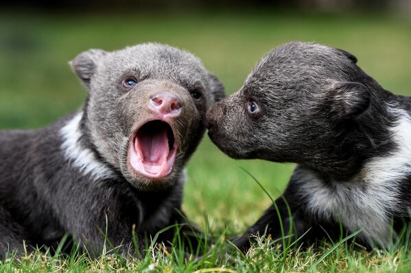 克里米亚“泰加”野生动物园内的熊幼崽。 克里米亚“泰加”野生动物园内的熊幼崽。 - 俄罗斯卫星通讯社